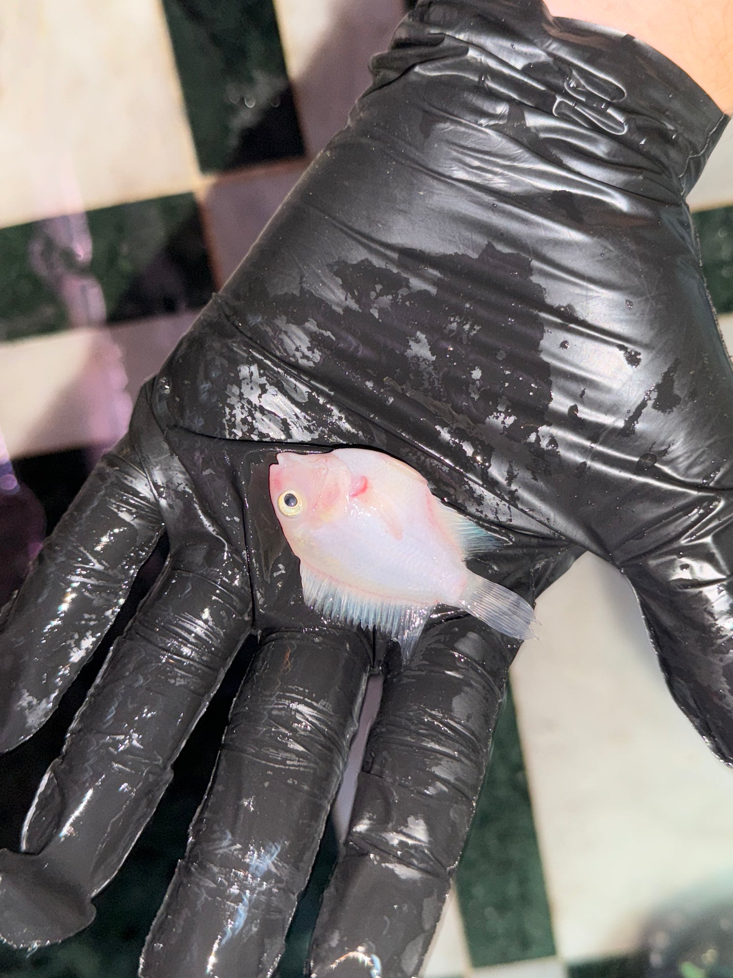 PLATINUM POLAR PARROT