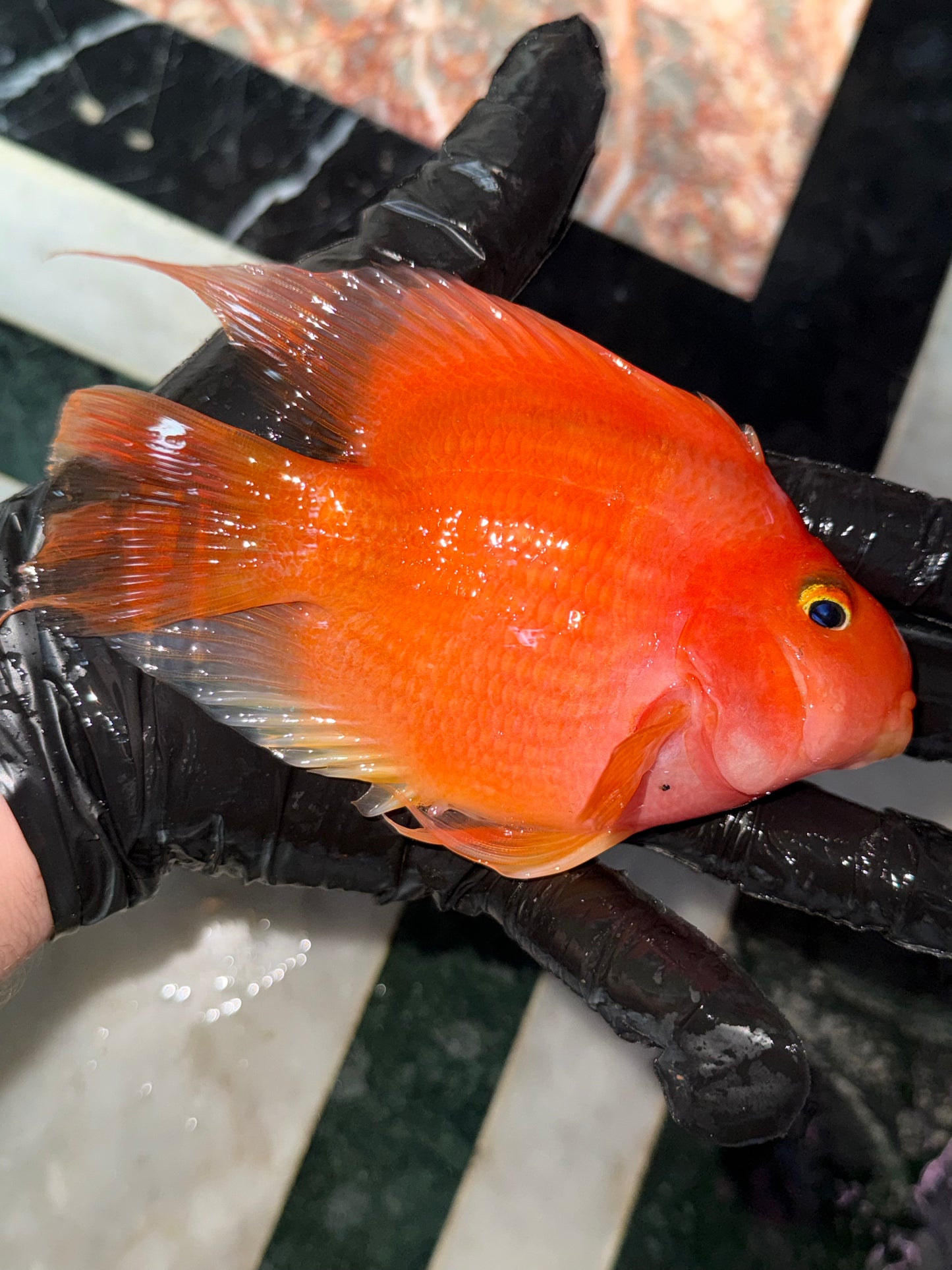 Blood Red Parrot Cichlid