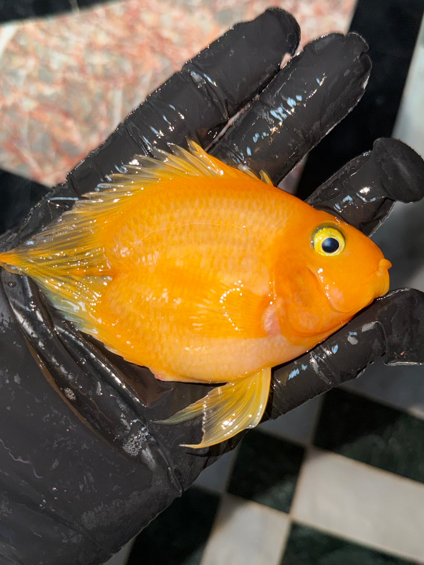 Yellow Heart Parrot Cichlid (Sans Queue)