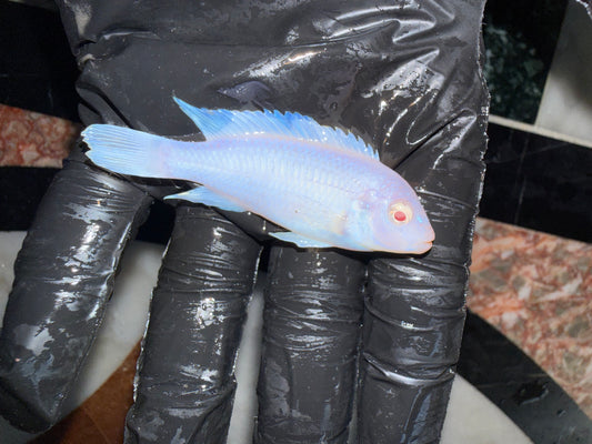 Convict Albino Cichlid (Forçat Albinos)