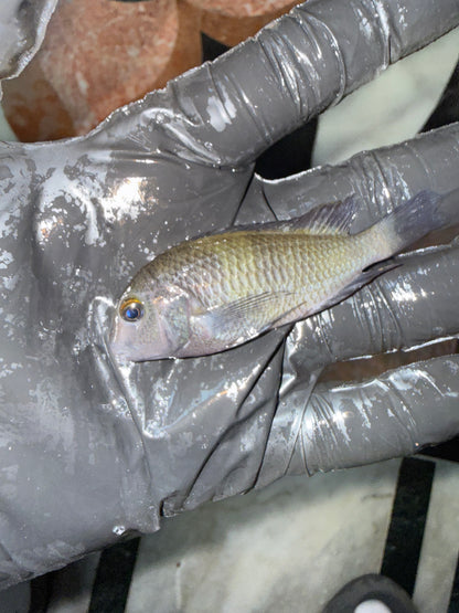Tropheus Moorii (Cichlidé du Lac Tanganyika)