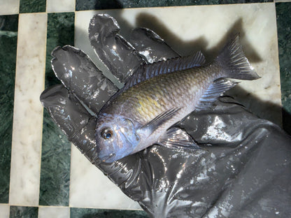 Tropheus Moorii (Cichlidé du Lac Tanganyika)