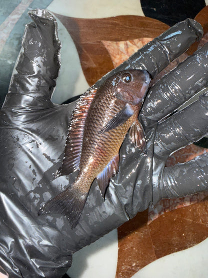 Tropheus Moorii (Cichlidé du Lac Tanganyika)