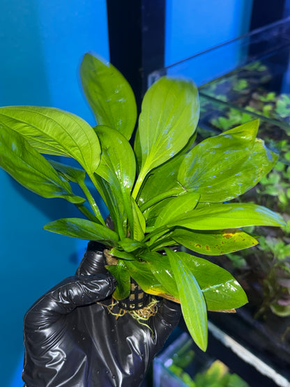 Plantes Echinodorus (Épée d’Amazone)