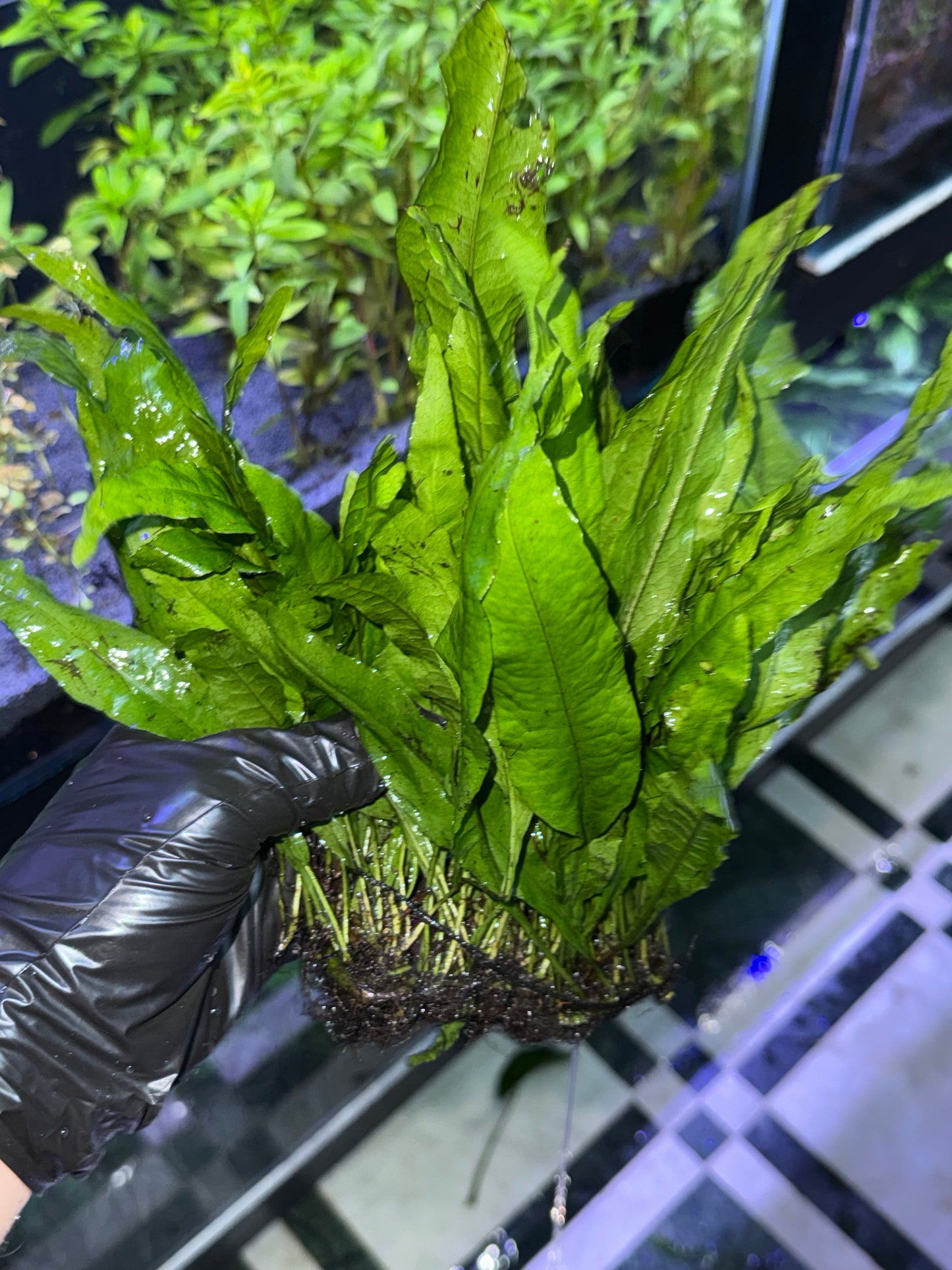 Fougère de Java Petit Modèle (Java Fern)