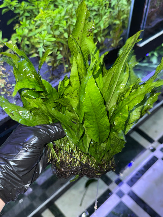 Fougère de Java Petit Modèle (Java Fern)