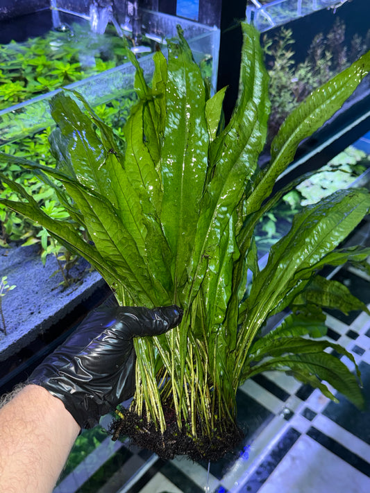 🌿 Fougère de Java Grand Modèle (Java Fern XL)