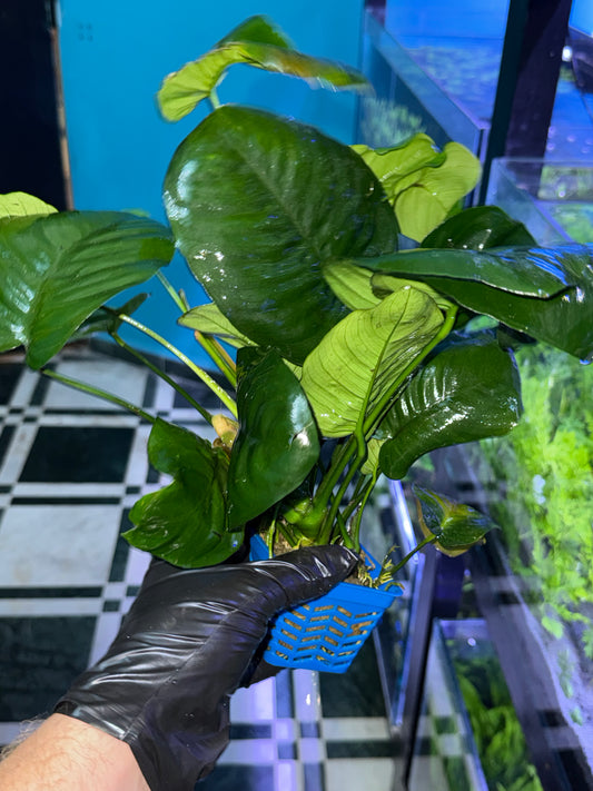 Anubias Barteri XL