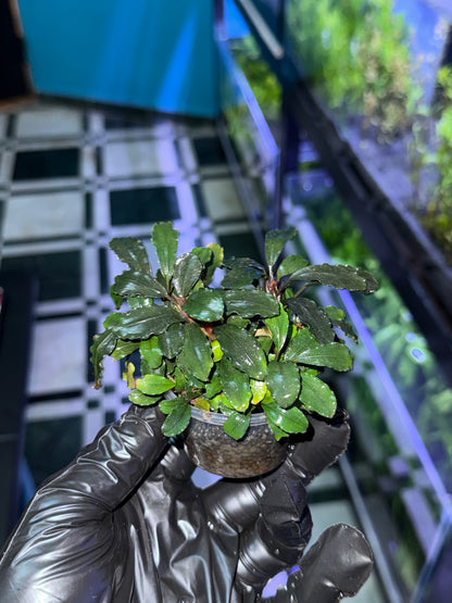 Bucephalandra en Pot