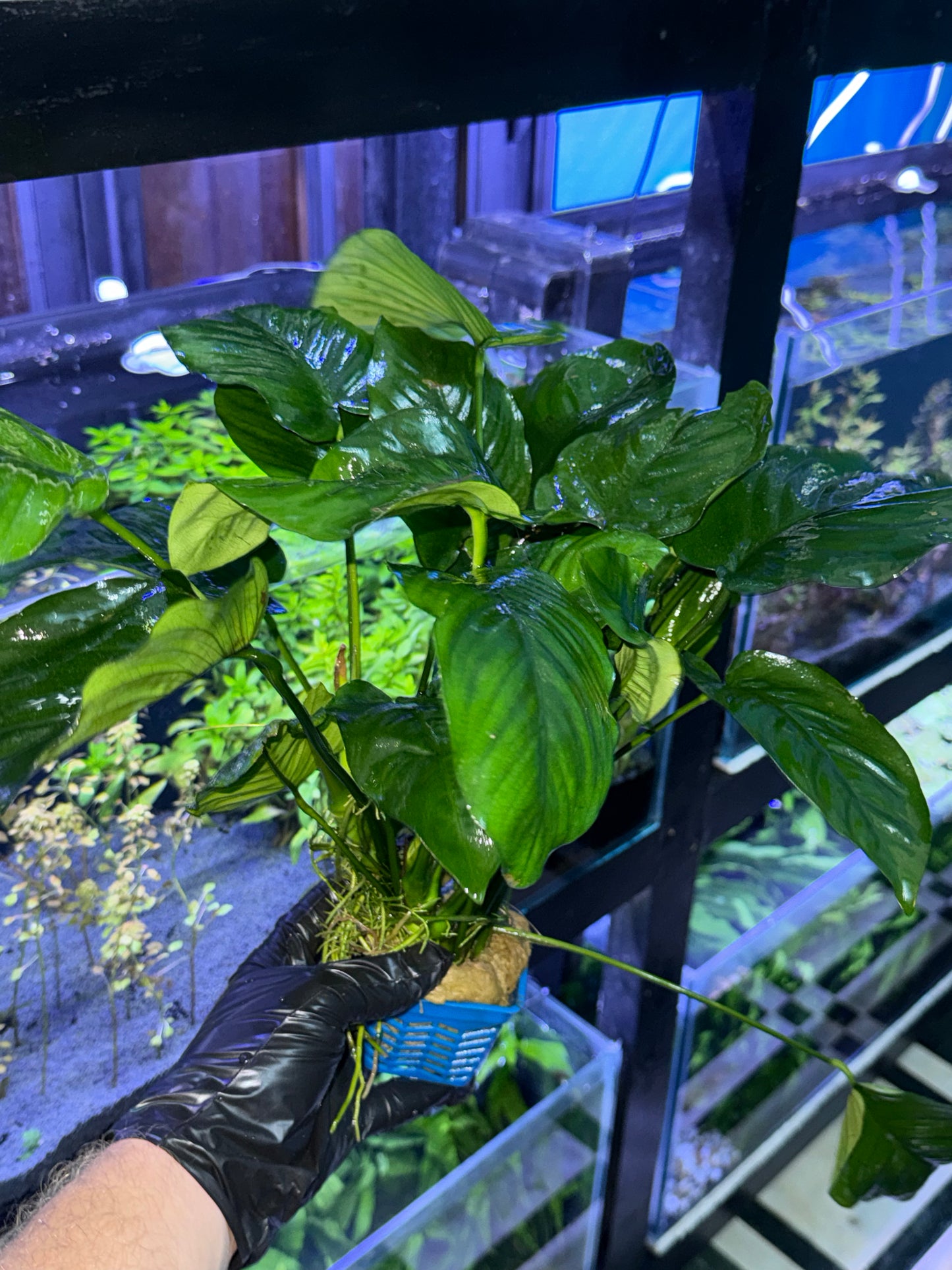 Anubias Barteri XXL