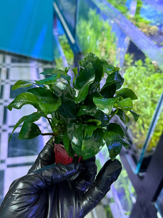 Anubias Barteri var. Nana