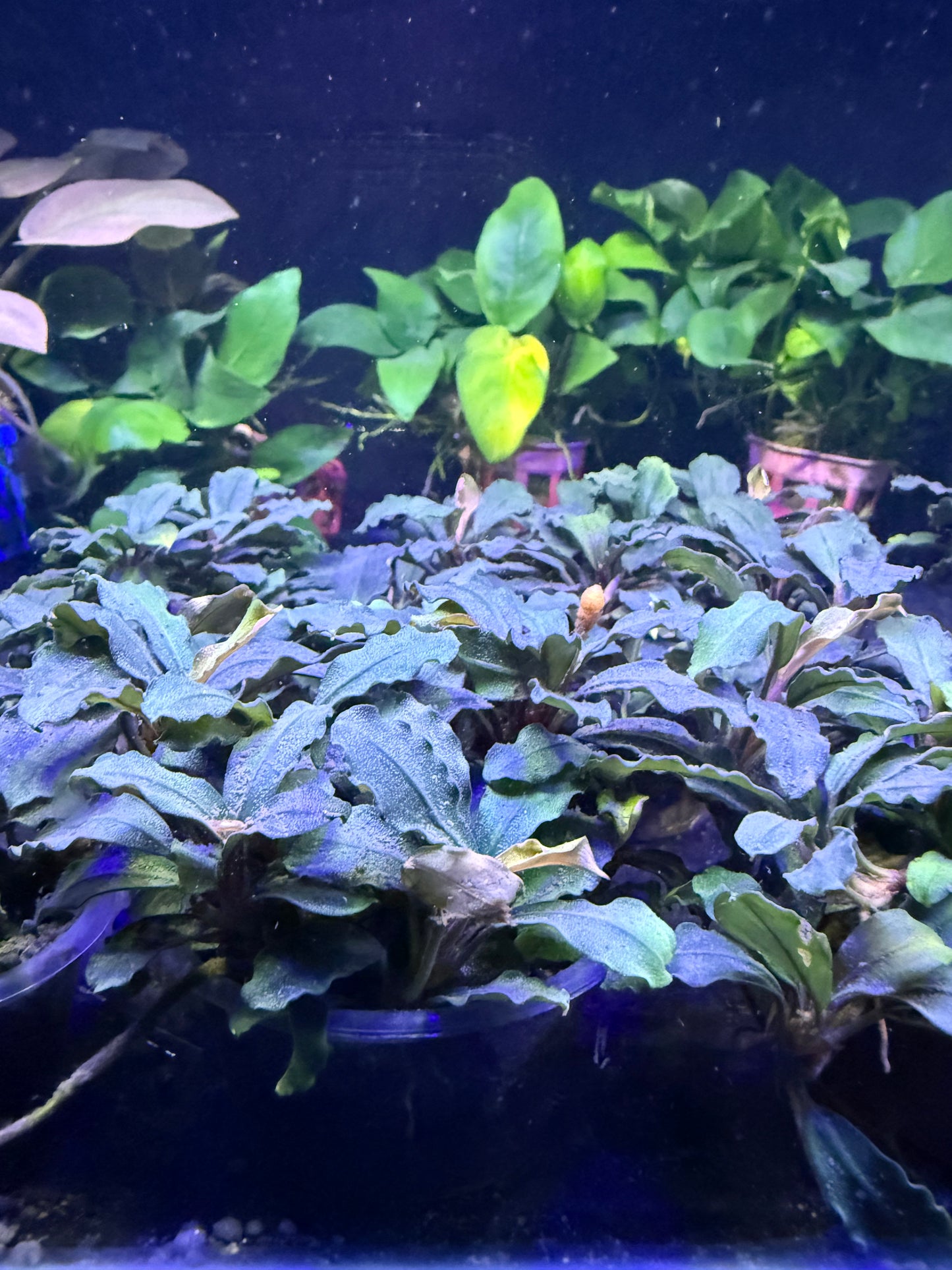 Bucephalandra en Pot