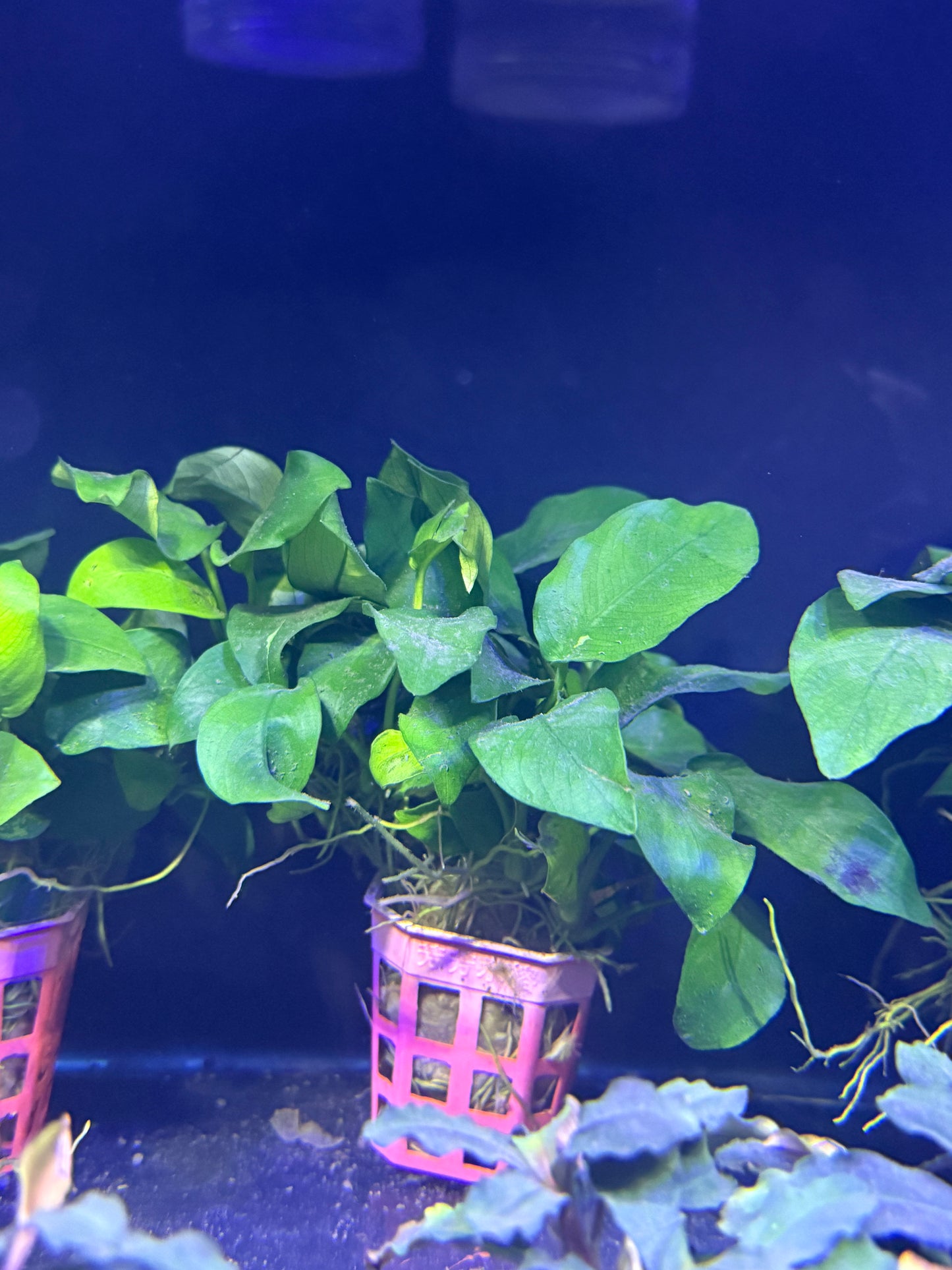 Anubias Barteri var. Nana