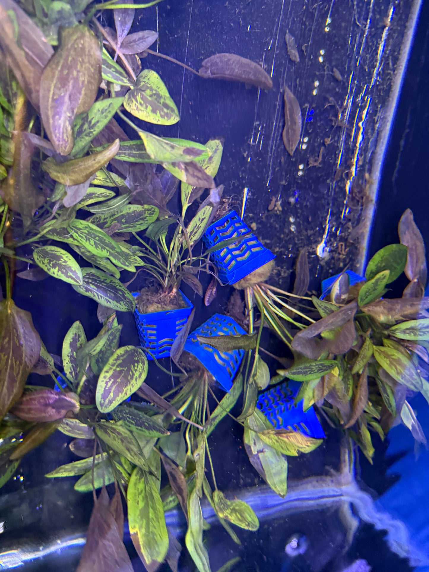 Cryptocoryne en Pot