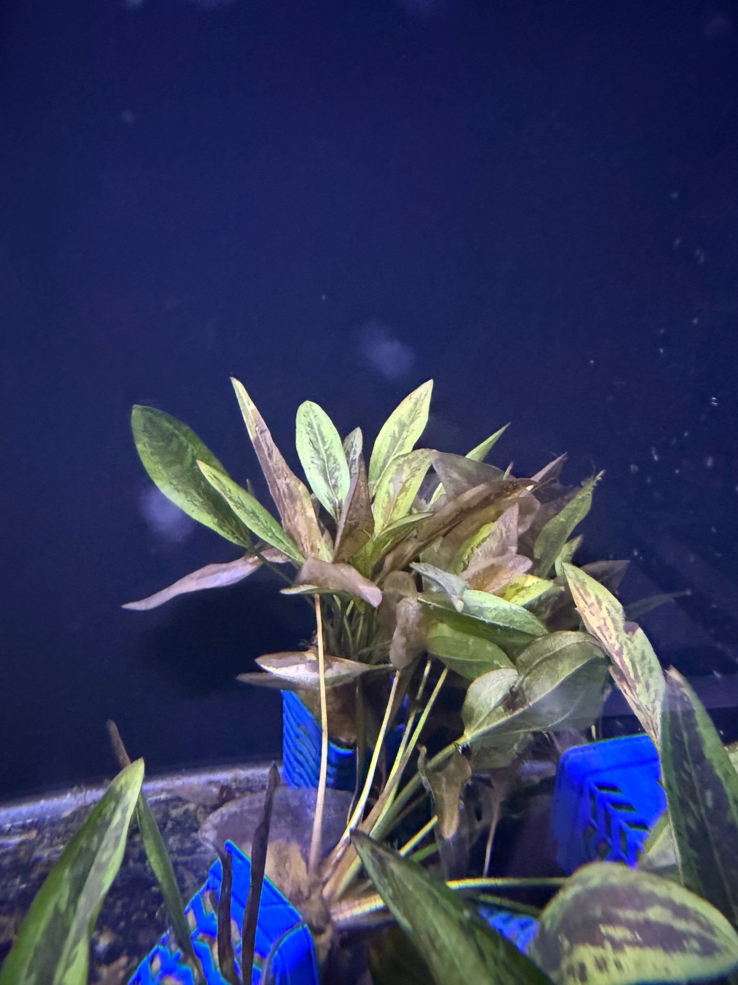 Cryptocoryne en Pot