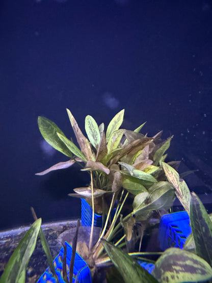 Cryptocoryne en Pot