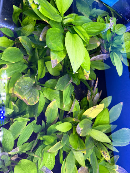 Plantes Echinodorus (Épée d’Amazone)