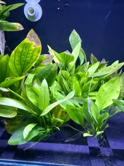 Plantes Echinodorus (Épée d’Amazone)