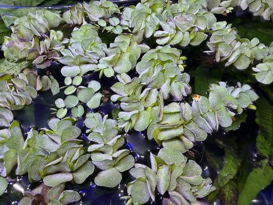 Salvinia Flottante