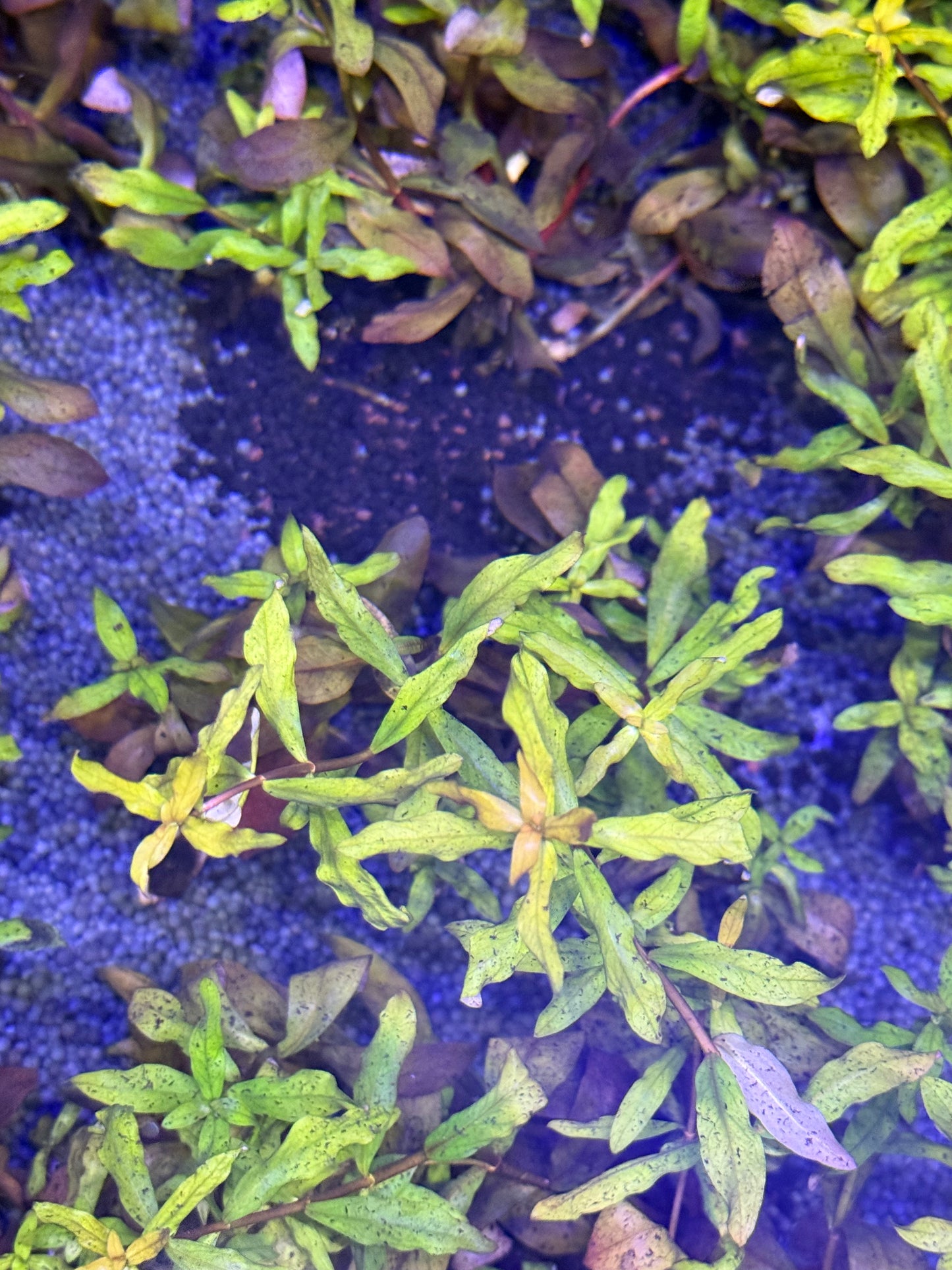 Ammannia Gracilis 6tige