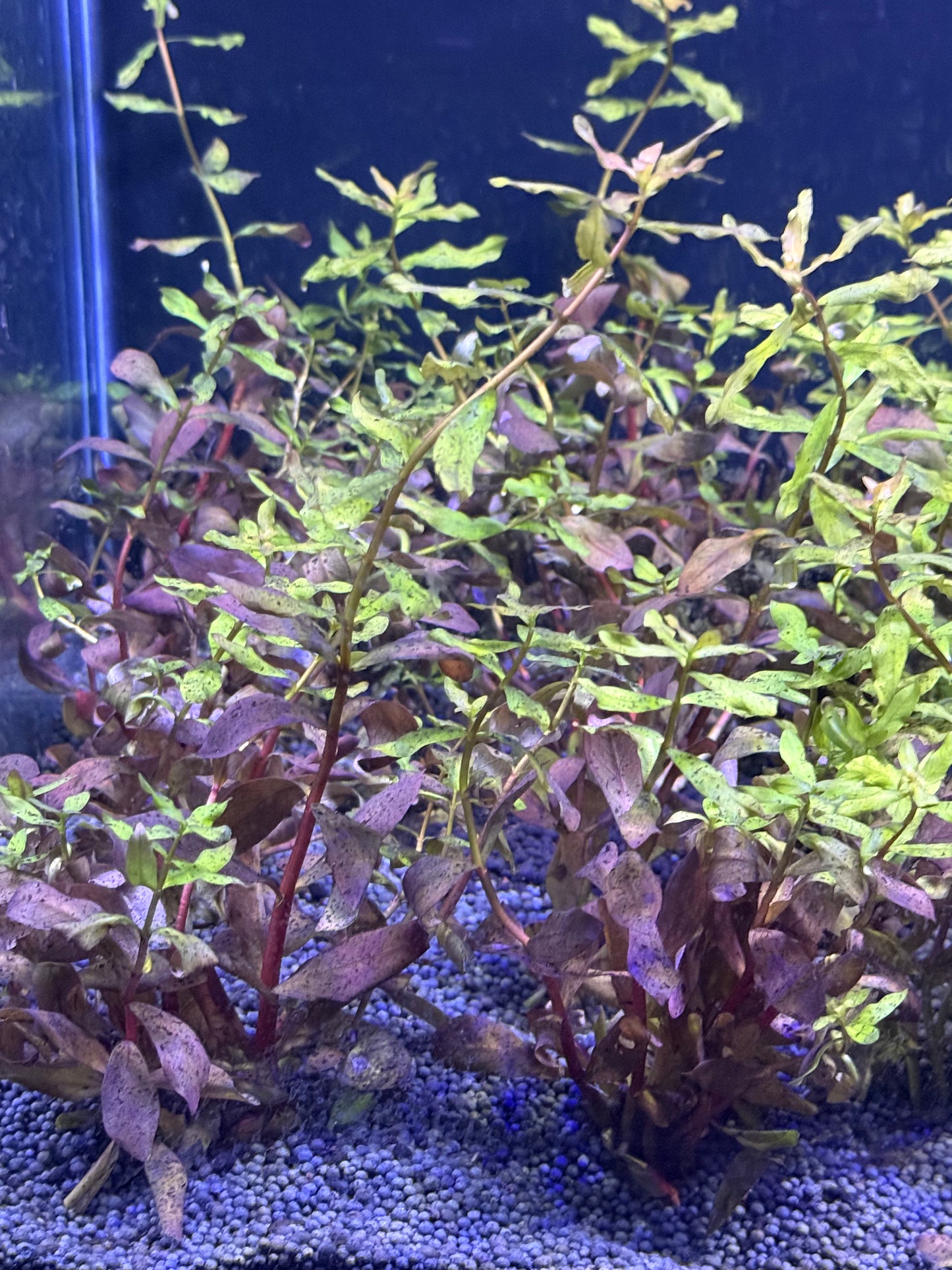 Ammannia Gracilis 6tige