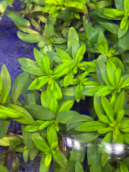 Staurogyne repens 6tiges