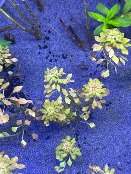 Ludwigia Mosaïque (Sedioides) 2 tiges