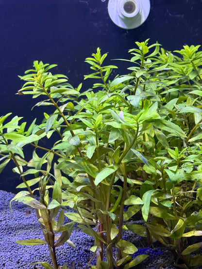 Staurogyne repens 6tiges
