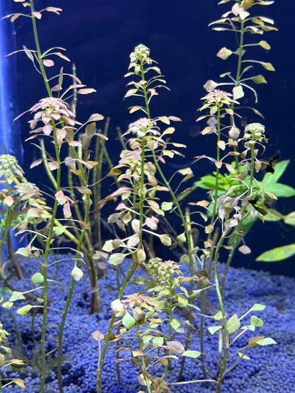 Ludwigia Mosaïque (Sedioides) 2 tiges
