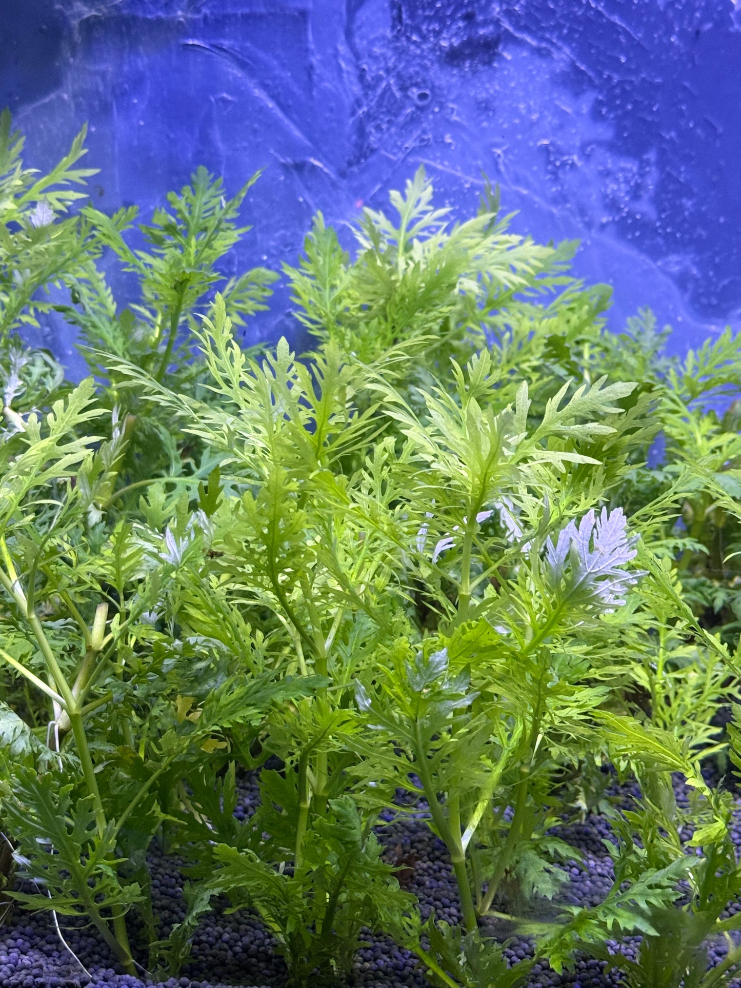 Hygrophila difformis (Glycine d'eau)