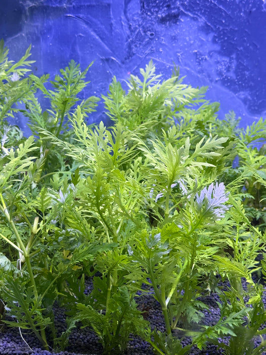 Hygrophila difformis (Glycine d'eau)
