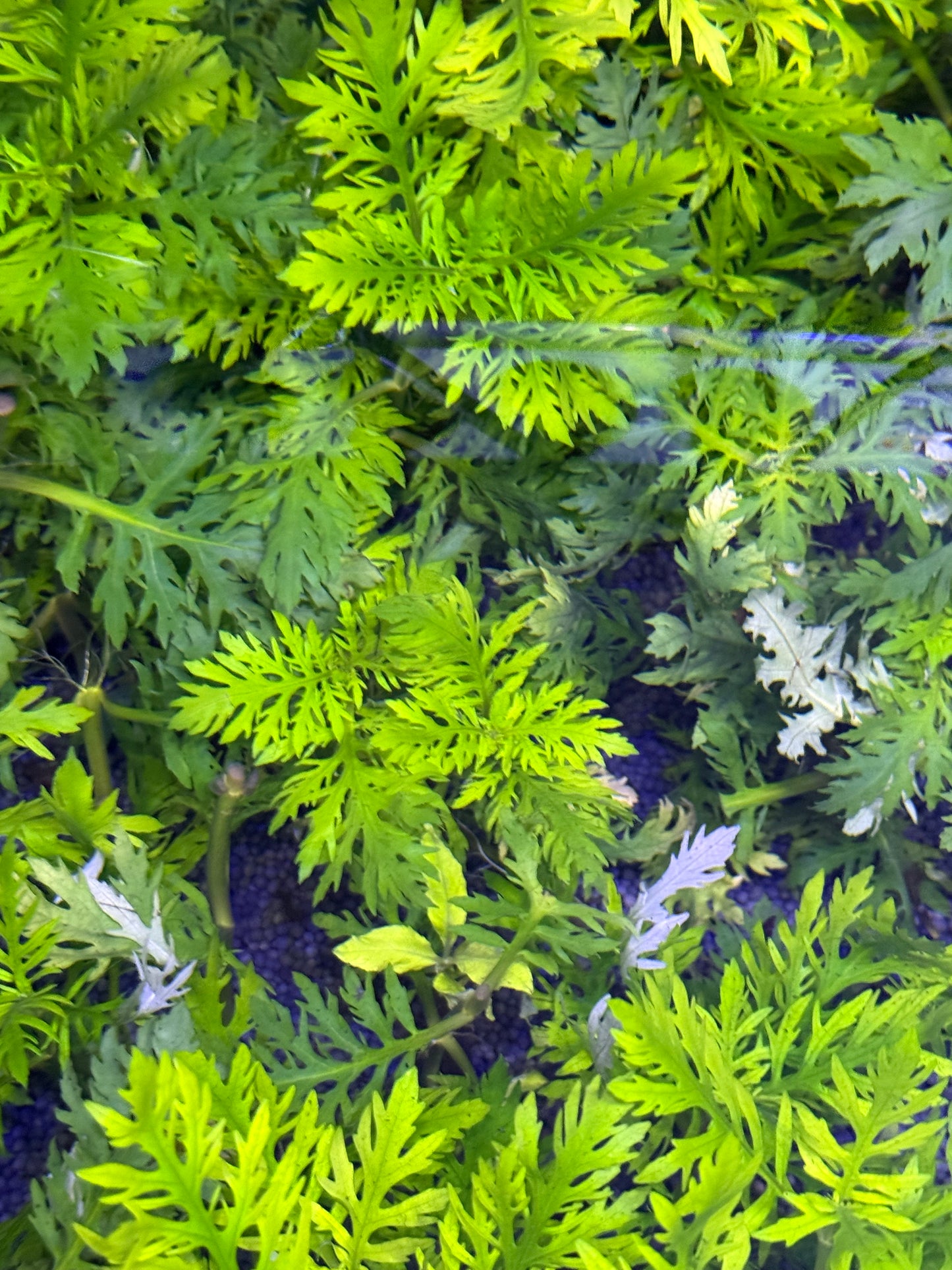 Hygrophila difformis (Glycine d'eau)