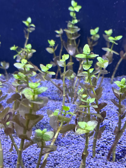 Bacopa Caroliniana 6 tiges