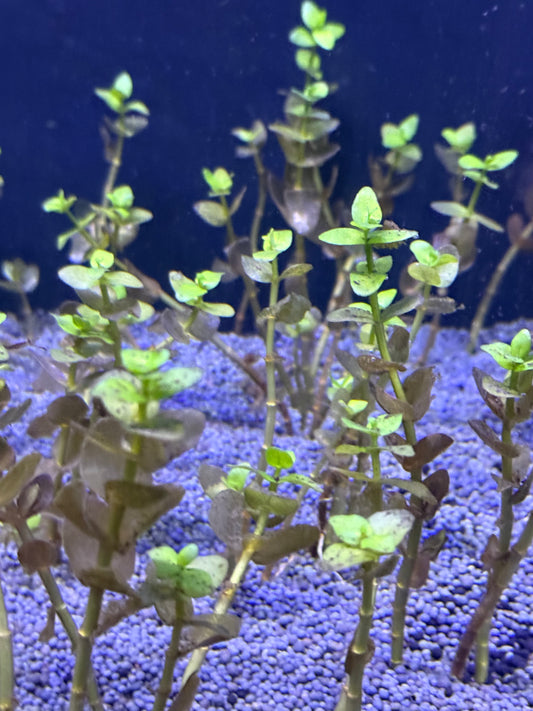 Bacopa Caroliniana 6 tiges