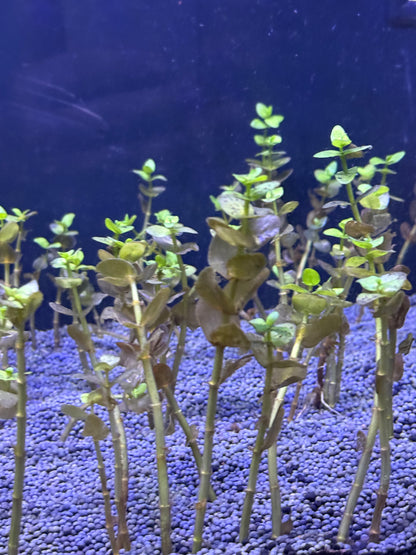 Bacopa Caroliniana 6 tiges