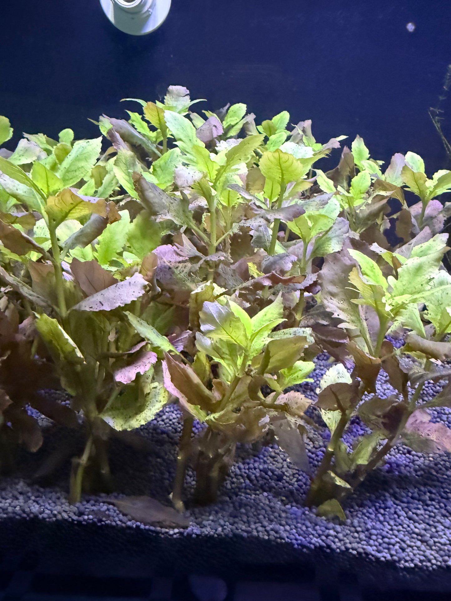Hygrophila difformis (Synnema) 6 tige
