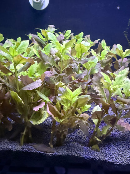 Hygrophila difformis (Synnema) 6 tige