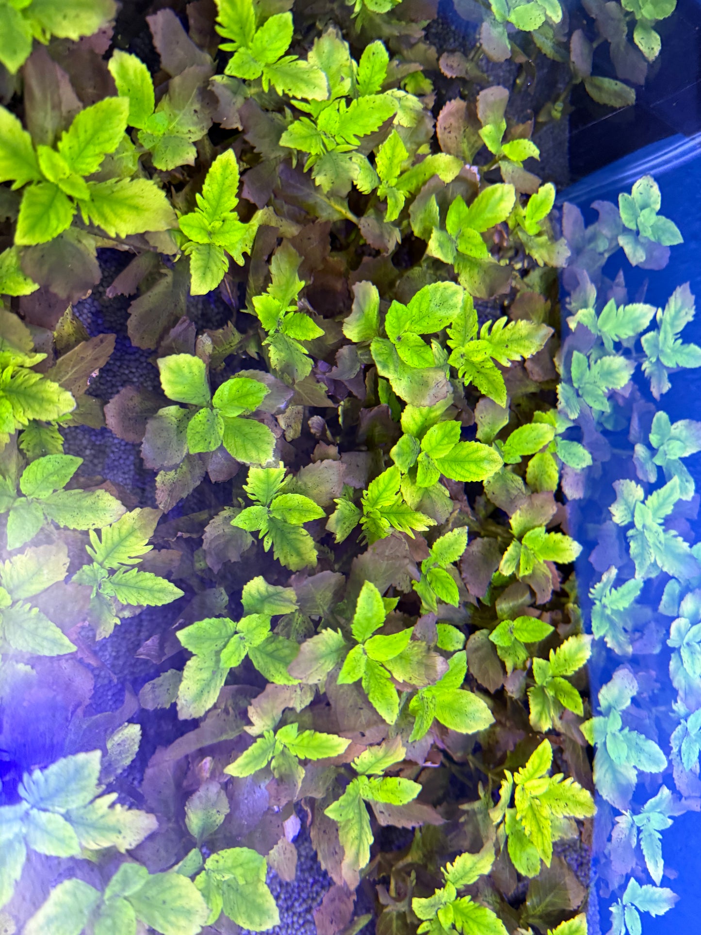 Hygrophila difformis (Synnema) 6 tige