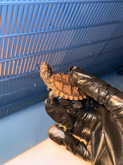 La Tortue Alligator Juvénile